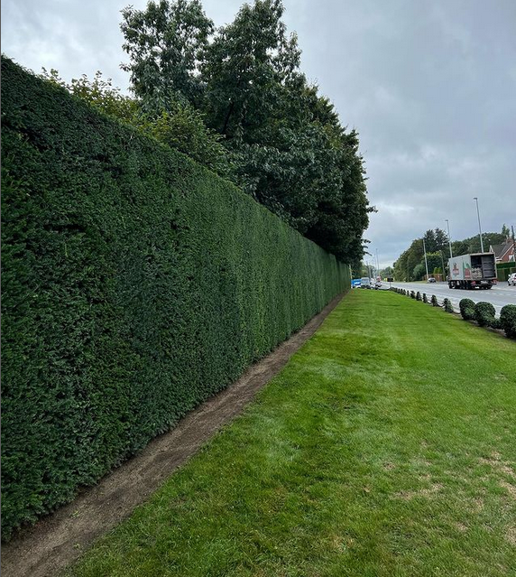 Snoeien van hagen Maldegem, Oost-Vlaanderen
